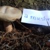 05_S Angličtinou do přírody